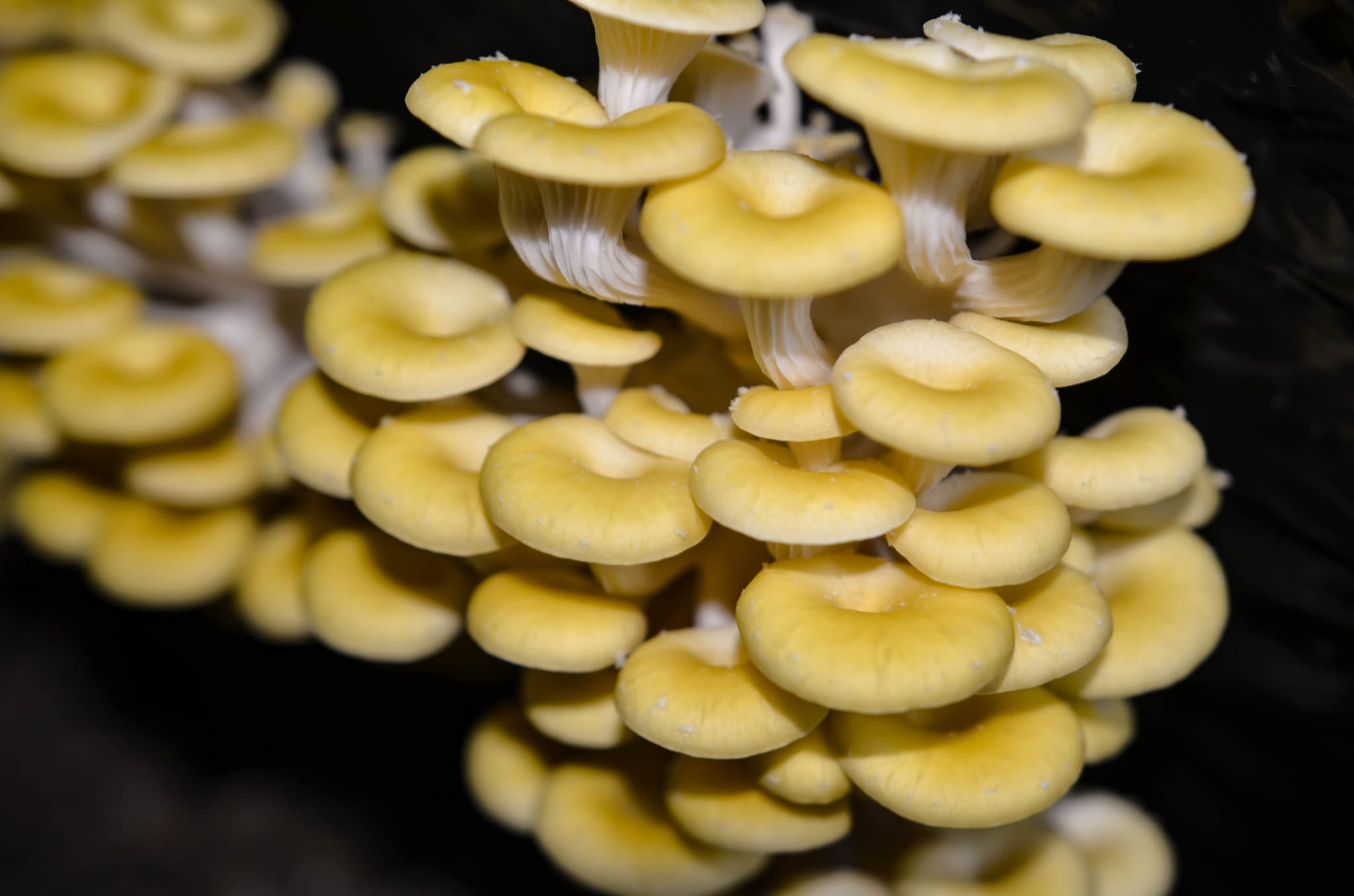 Champignons cultivés à la ferme