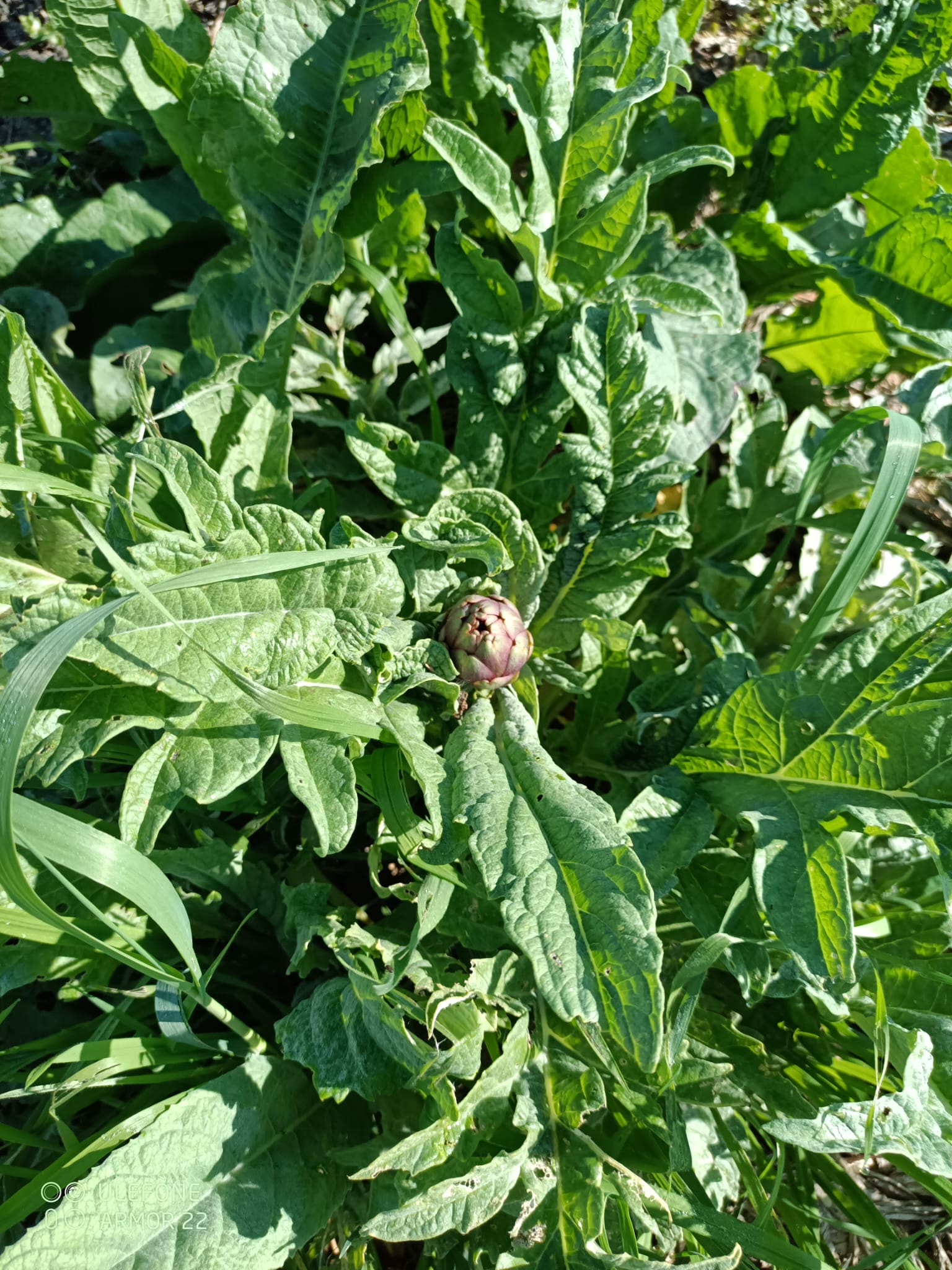 Fruits et légumes cultivés à la ferme